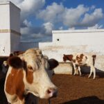 mucche mucca zootecnia allevamento