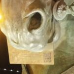 FB_IMG_1775396203323(1)