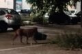 Manfredonia, il caso dei mastelli spariti: un cane di grossa taglia mette a soqquadro via San Salvatore