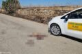 Manfredonia, istrice investito sulla SP59: appello di Manzella alla prudenza