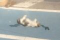 Foggia, carcassa di un gatto investito abbandonata in via Napoli: "Segnalazioni senza risposta"