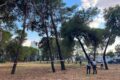 Siponto, chiusa la Pineta dopo la tromba d’aria: al via la messa in sicurezza