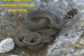 Manfredonia, Manzella: “Un serpente salvato è un alleato per la natura”