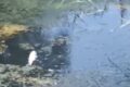 Canale di Siponto, pesci morti per il caldo: scatta il monitoraggio