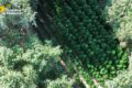 Sequestrata piantagione di cannabis da 3 milioni nel Foggiano