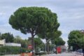Foggia, pini di via Napoli a rischio abbattimento: Angiola chiede lo stop